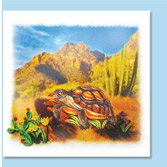 desertturtle