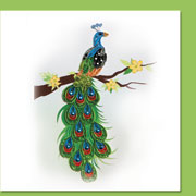 peacock