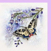 butterfly