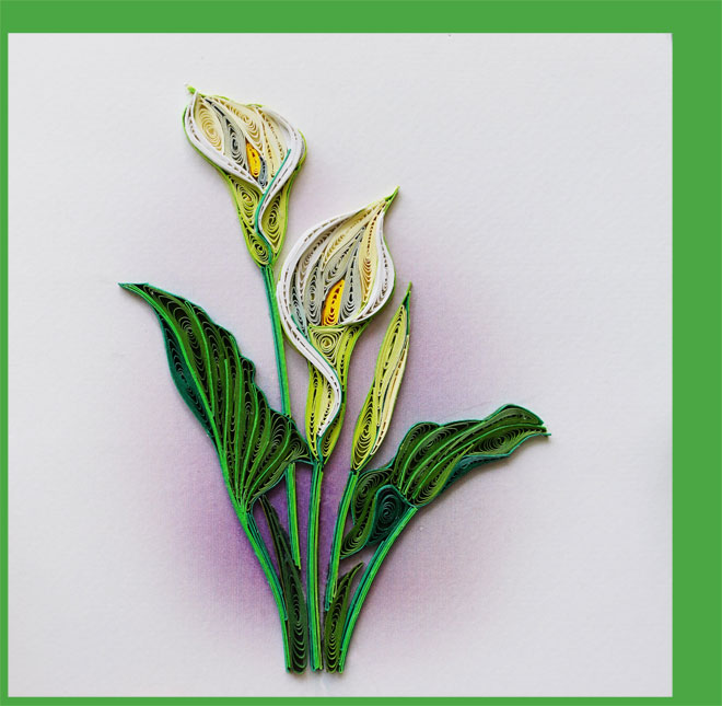callalily
