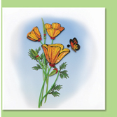 ca poppy