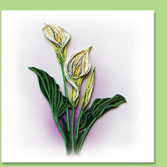 Callalily