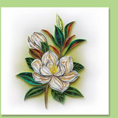 Magnolia