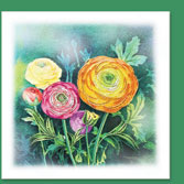 Ranunculus